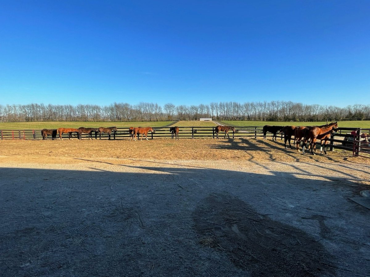 Gorgeous day in Midway, Ky today.  Photo of are weanlings munching on their lunch in the bright sunshine <a href="/ManorTodd/">Todd Manor</a> <a href="/NorthAmericanT3/">North American Thoroughbred Horse Co</a>