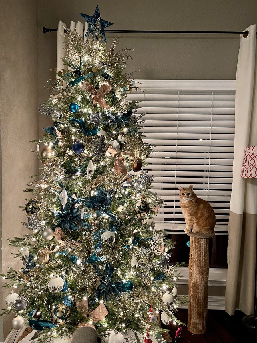 So festive. 🐈