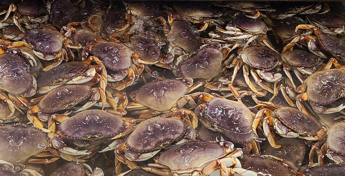 Live Oregon Dungeness Crabs are back! 🦀 #pdx #oregon #seafood #pdxeats #pdxfood #pdxseafood #oregonseafood #liveseafood #dungeness #crab #dungenesscrab #crabseason