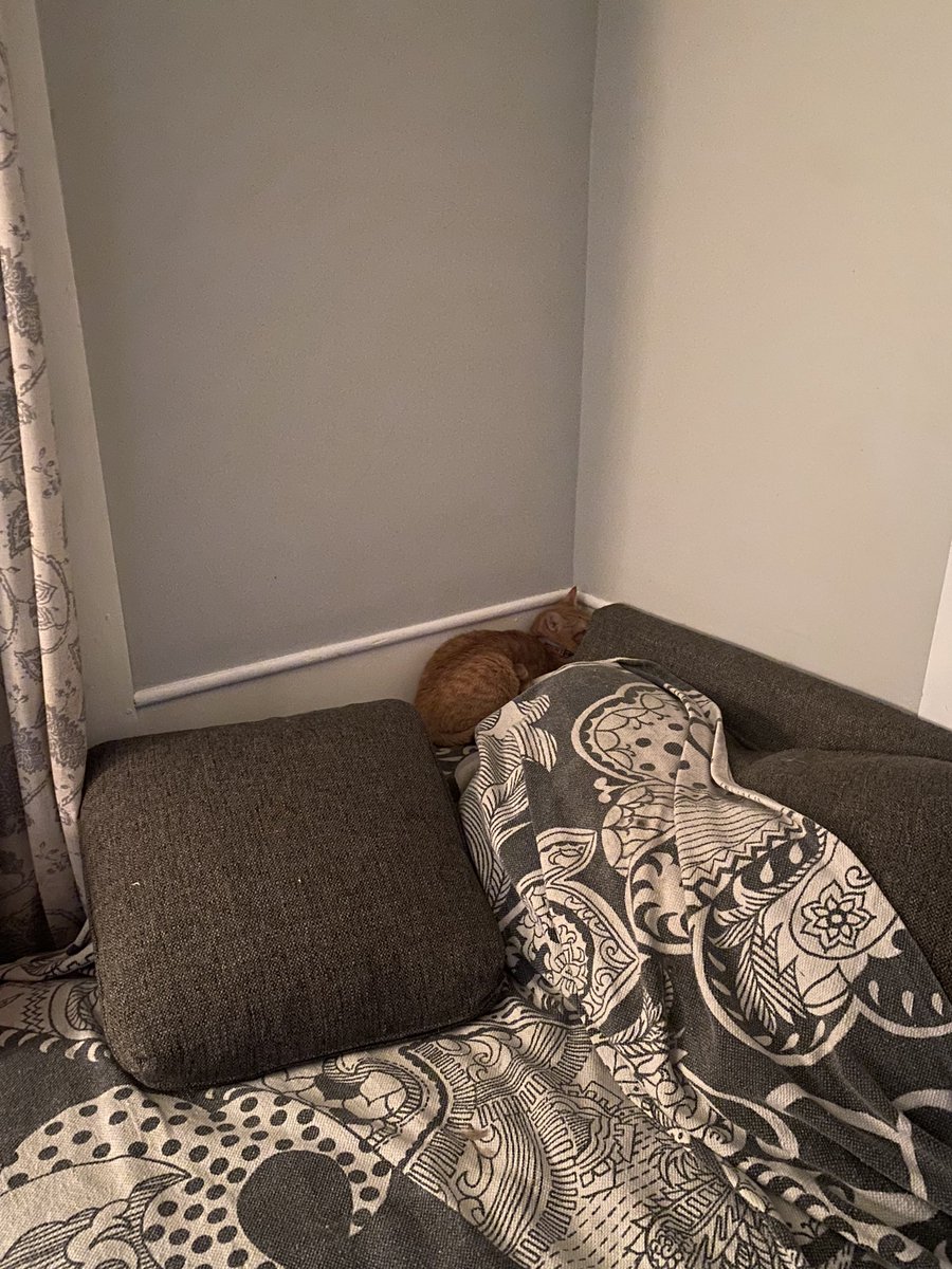 elton the cat tweet media