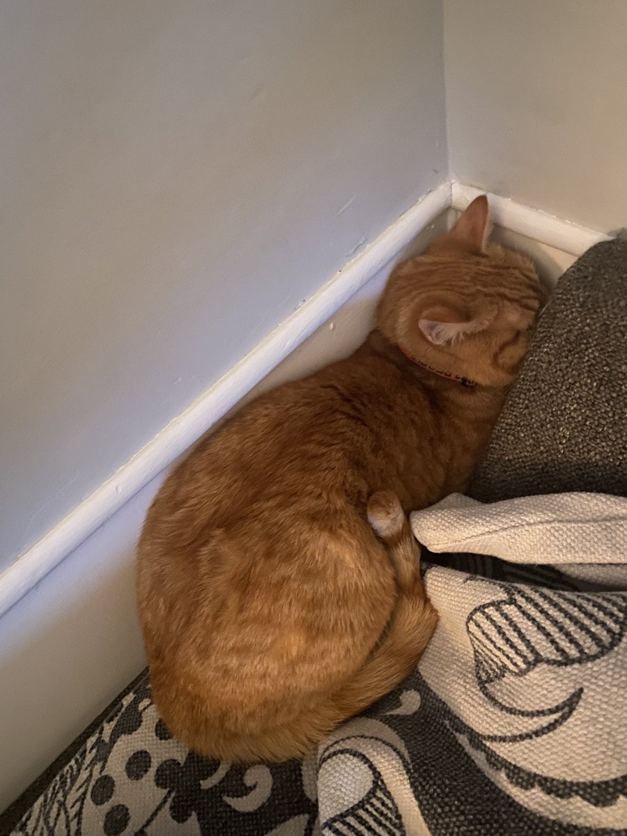 elton the cat tweet media