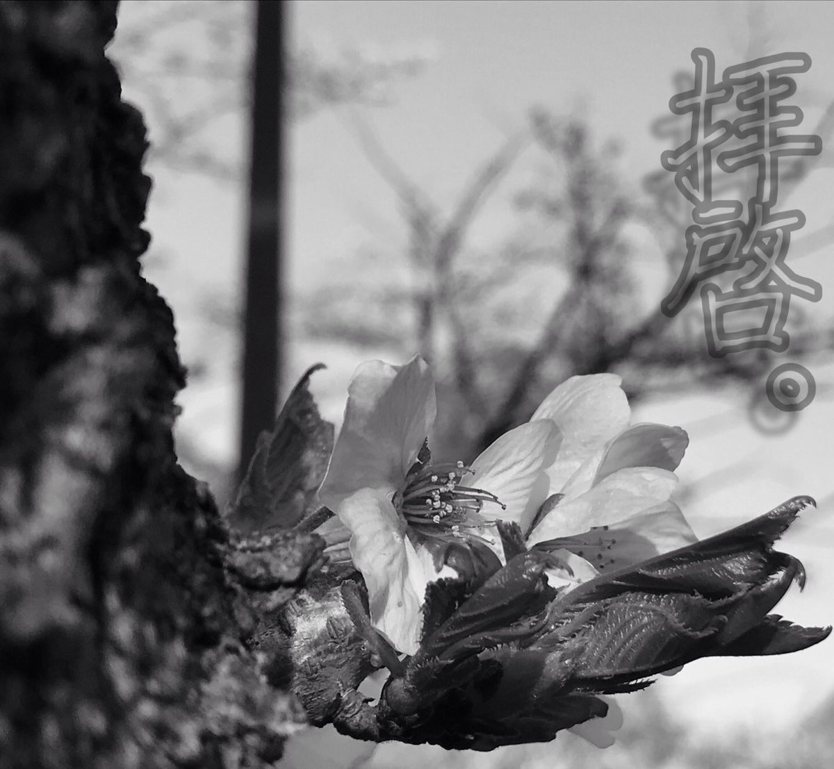 sun_sun_sunchan's tweet photo. 平原ケイシ
1st ep 『拝啓。』

１．Re.知らない街
２．魚の唄
３．夏の幻
４．ヒーロー
５．むかしばなしをしよう 

                                ¥１，０００-（税込）

収まらないのは明白だったので
メモで言葉を書きました

どうか沢山の｢あなた｣に
この手紙が届きますように… https://t.co/8TtlwfTQiq