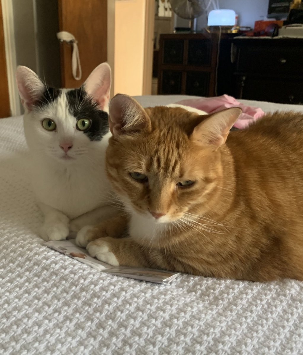 CuteT816's tweet photo. @BrittanyBabc7 #SuperCatSaturday look at these 2 so cuddly and warm waiting for your weather update this weekend! Trixie and Simba love weekends on @ABC7NY https://t.co/fvSu8YfJXw