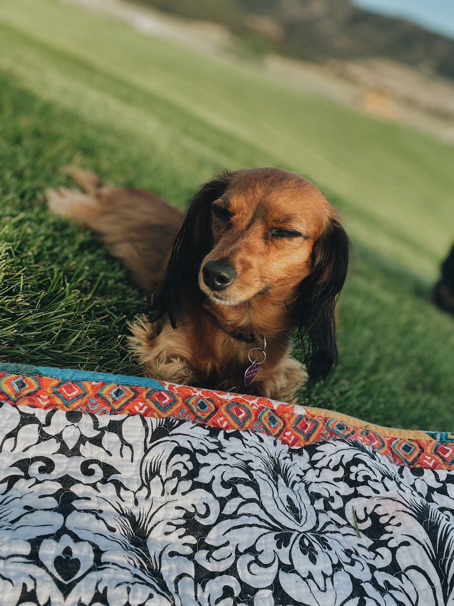 Dog backwards is god. Therefore
Dog = God. These are your gods