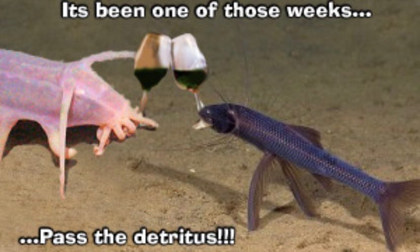 hourly_fish's tweet photo. https://t.co/Vp5RgrixPK
