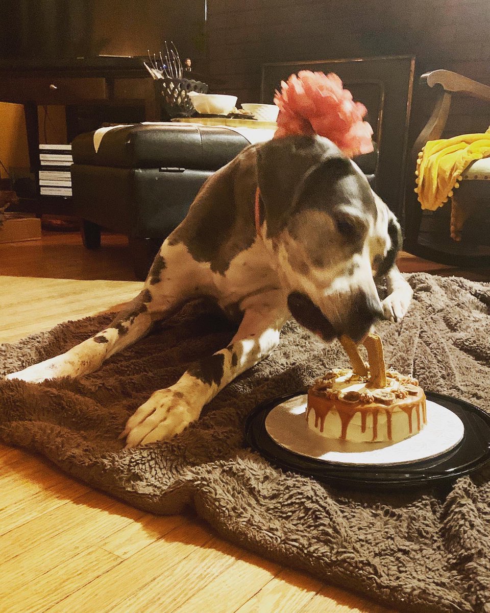 And just like that, she’s 11! Happy birthday, my sweet girl! xo #whereinthehammerisSadie <a href="/BoneandBiscuit/">Bone & Biscuit</a>