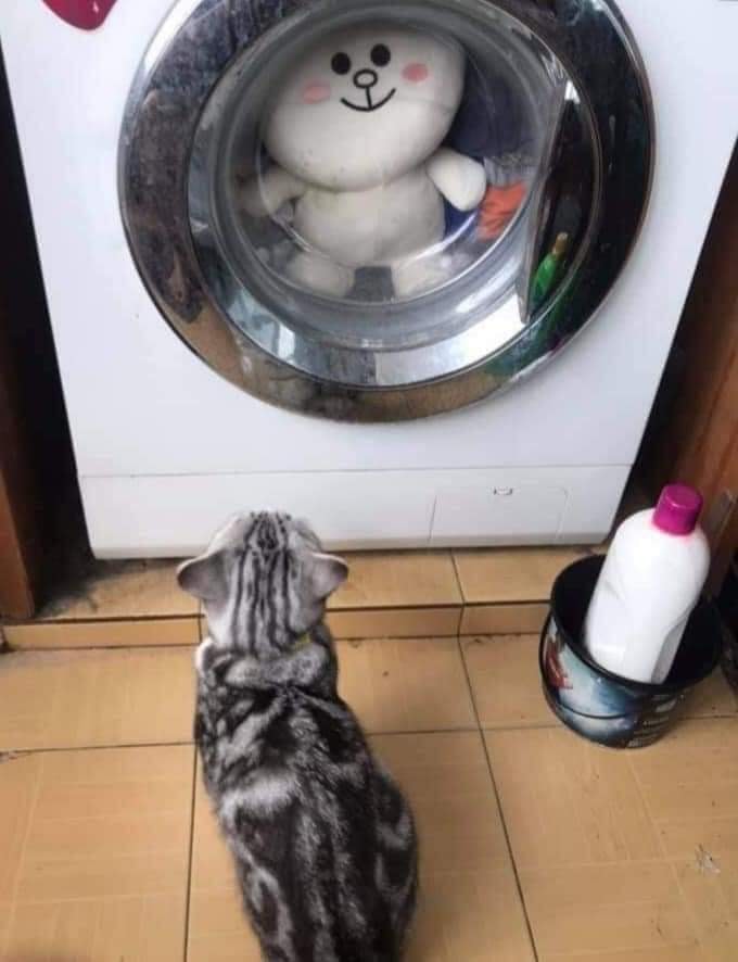 WholesomeMemes (@wholesomememe) on Twitter photo 