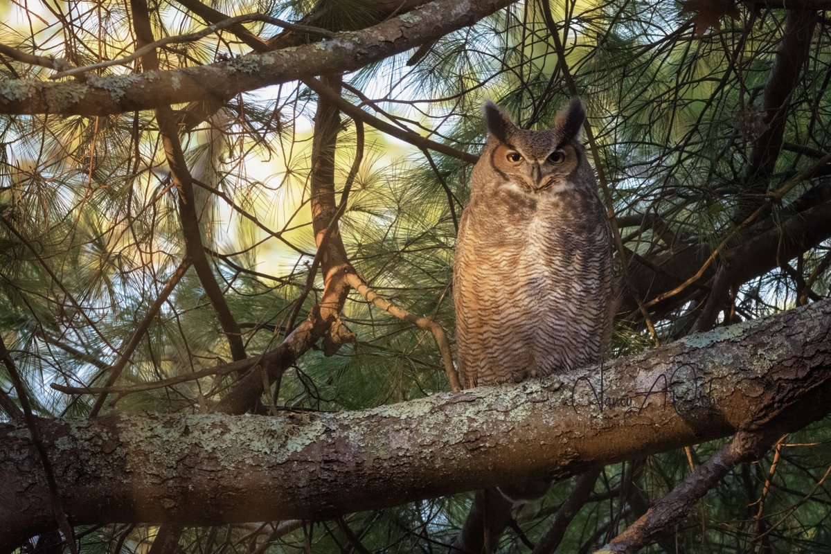 stevesilberman's tweet photo. Utterly gorgeous photo of a Great Horned Owl on Cape Cod by @nancy_a_orbe_photography on Instagram. https://t.co/MF4rFVP62h