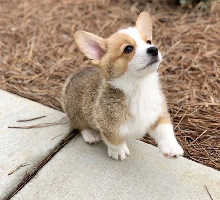 favcorgi_usa's tweet photo. So aweet puppy
#corgi #corgitwitter #dogda https://t.co/tE8cOIPAxT