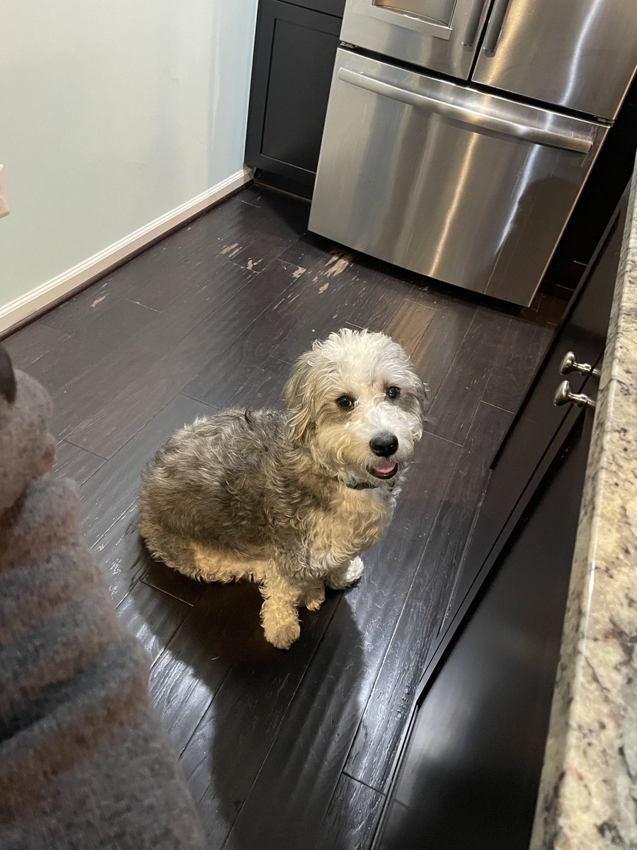 ThabitiAnyabwil's tweet photo. This dog. He won’t go away. #AlwaysBegging #GoOutside #YouAintGettingNone https://t.co/3PVVWGWFEh