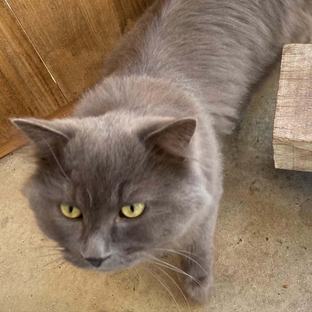 kainushi_doco's tweet photo. 11/28から見かけるようになった迷い猫？です。
保健所や市役所など問い合わせてみましたが、飼い主さんからの届出は無いそうです。
グレー、長毛、緑の目、首輪をしています。
#迷い猫　#迷子猫　#飯田市 https://t.co/wsEVzRPCUN