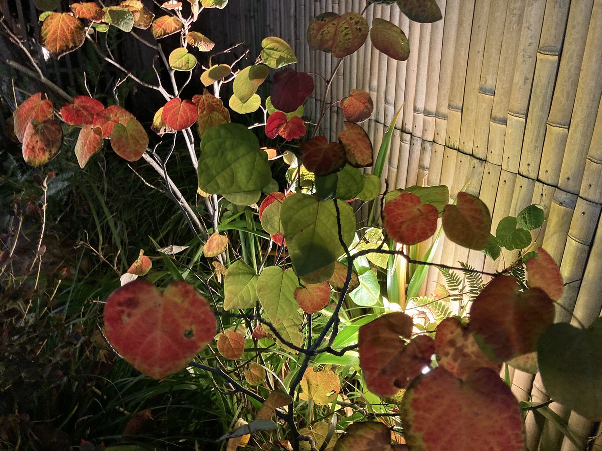 rieblog2020's tweet photo. マルバノキの紅葉+ライトアップが幻想的で美しい。

もし私がお庭の設計をするなら、
店先にこんな演出取り入れたい！ https://t.co/XtKsLEqCKR