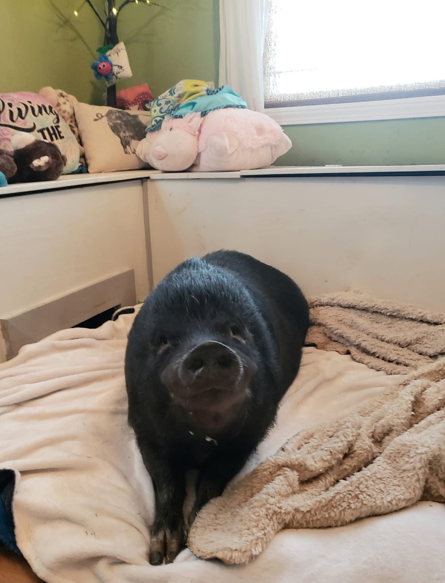 Wilson sure knows how to sit pretty for his picture! 

#potbellyrescue #friendsnotfood #pigsoftwitter #vegan #animalrescue #farmsanctuary #bekind