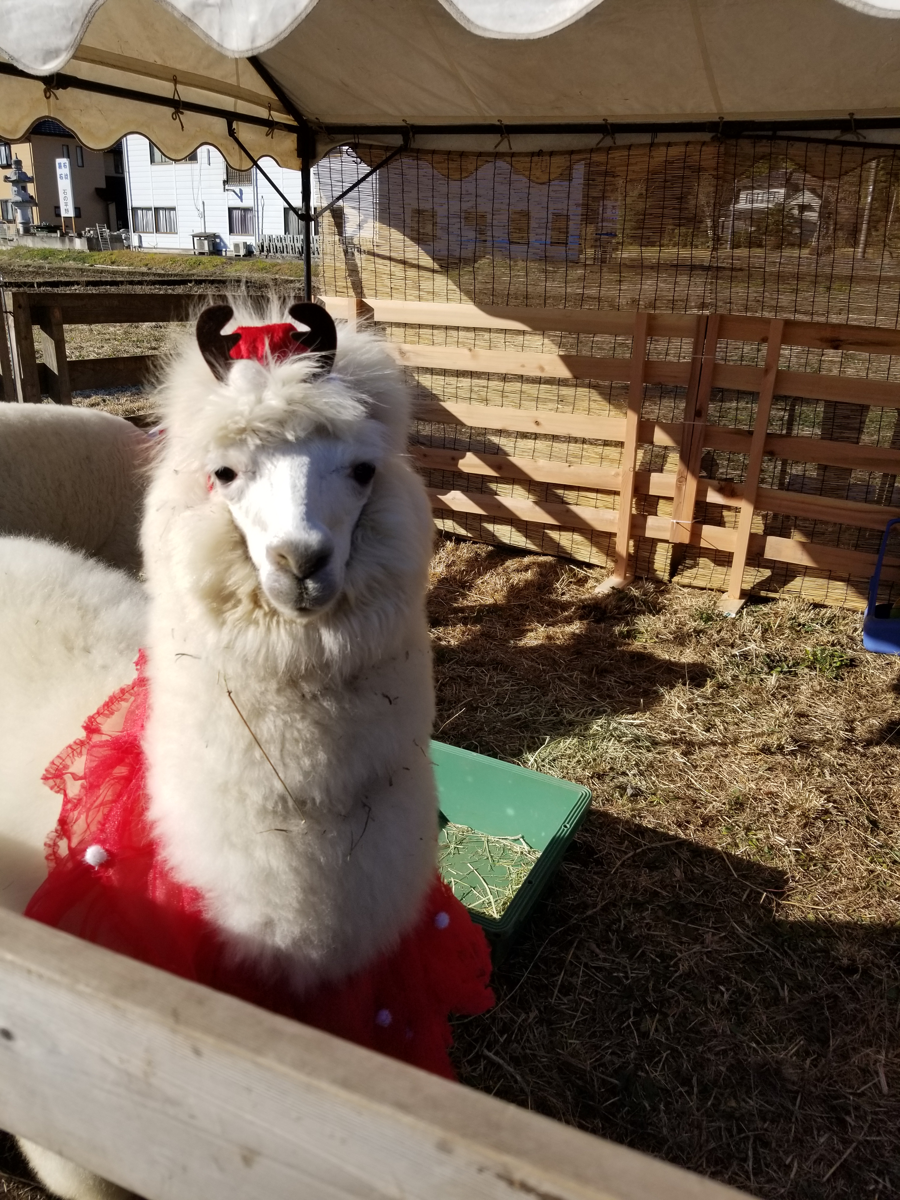 ベルテラシェ大谷 公式 アルパカinベルテラシェ大谷 今日もあかりちゃんとクルミちゃん絶好調に可愛いですよ アルパカグッズもた くさん ベル子 全部欲しいー ベルテラシェ大谷 アルパカ ベルモールアルパカ広場 T Co 3nsk1di2wb