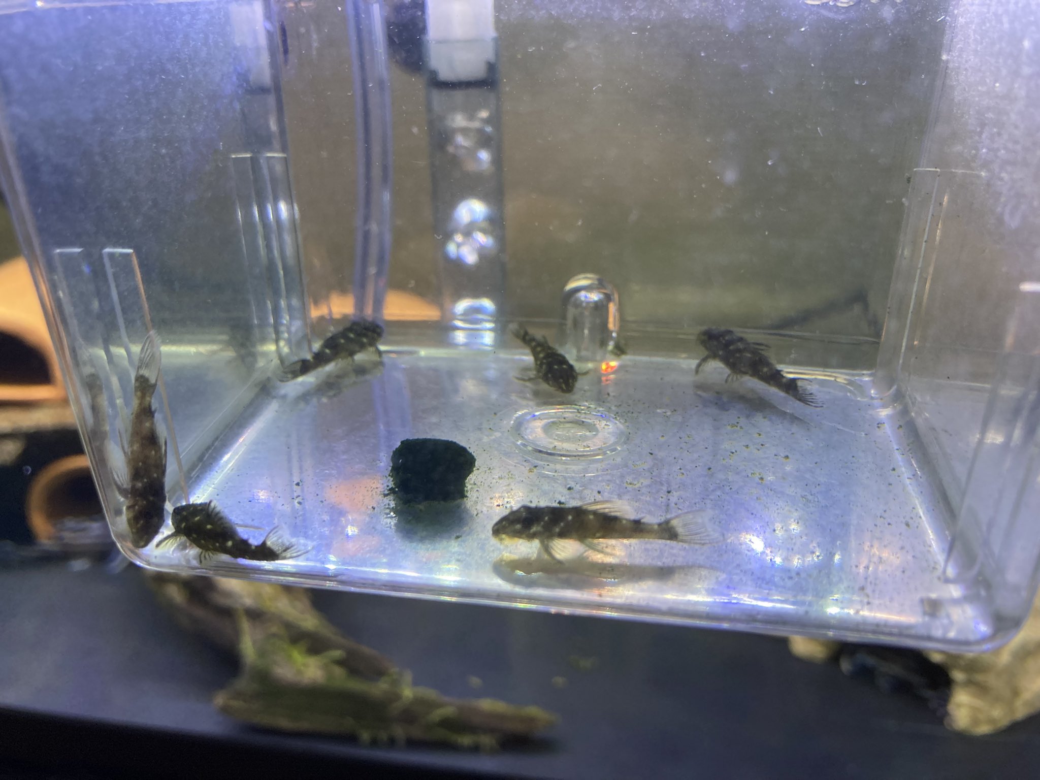 インペリアルゼブラプレコの飼育小屋 Piranhas955 Twitter
