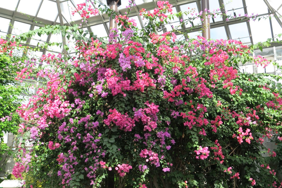 パピヨンドーム内のブーゲンビリアが花盛りを迎えています ブーゲンビリアは花が咲いている時は綺麗なのですが 花が終わると枝が伸 21 12 04 東区の動植物園 水族館 広島市森林公園こんちゅう館 まいにちを豊かに りっち