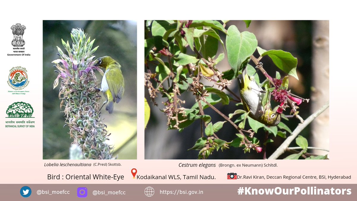 bsi_moefcc's tweet photo. #KnowOurPollinators
#Ornithophily,
larger body size, #HighMobility, little to no pollen grooming, intra- and inter-species aggression are common features and behaviour of bird pollinators promotes pollen dispersal and multiple mating for the plants.
PIC:Dr. Ravi Kiran BSI, DRC https://t.co/NnejPIEQks