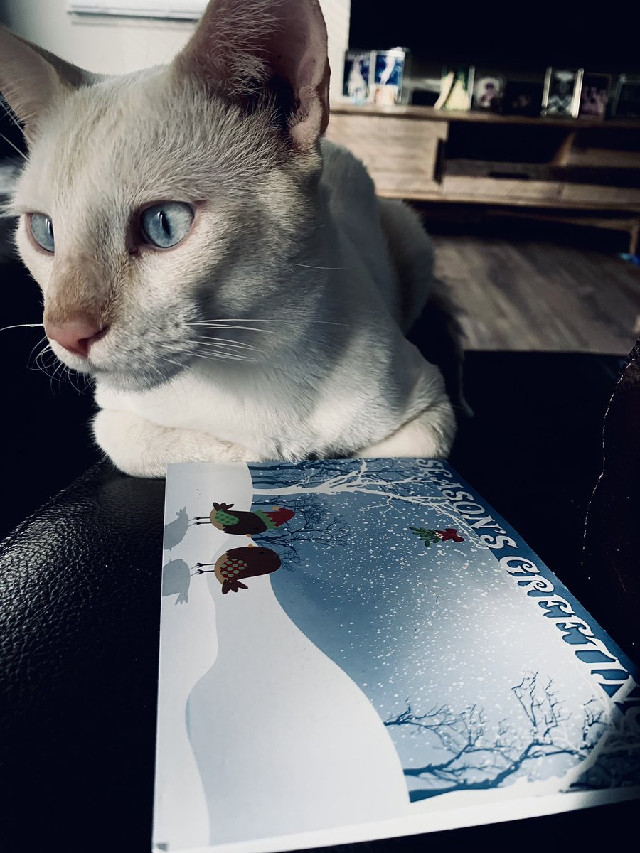 SleepySnowBiten's tweet photo. Thinking my ohana will be putting up the Christmas Tree soon. Can’t wait to get my paws on that! In the meantime, I’m dreaming of a…. #SeasonsGreetings 
#CatsOfTwitter #HawaiiCats #BlueChristmas #SnowBiden https://t.co/kskpEFwfnE