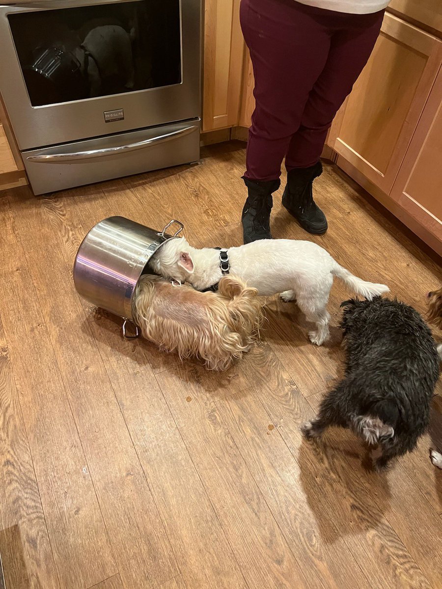 Our happy lil pot lockers #happytails #gravy #SpoiledBrats #dogsoftwitter