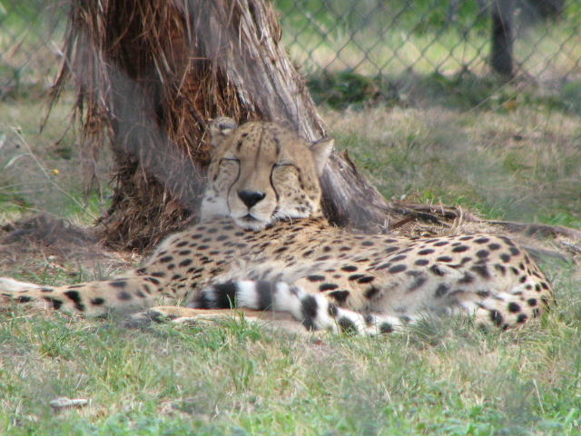 FossilRim's tweet image. Cheetahs are known for being the fastest land animal on earth- and while they can run up to 70 mph, they actually prefer to spend most of their days lounging under shady trees and conserving energy! #InternationalCheetahDay