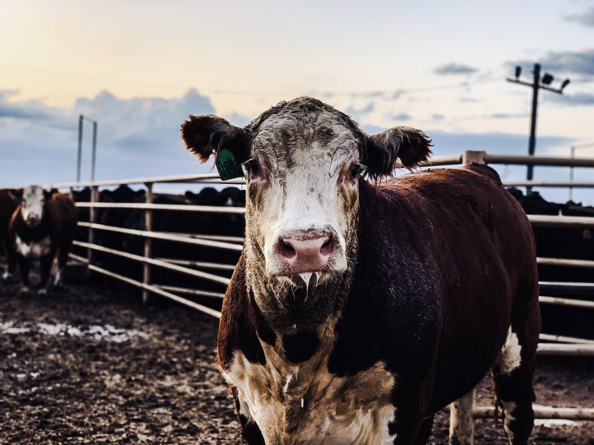 MandyCottrell's tweet photo. So you can tip people on Twitter now huh??…. Cow pics for tips come on now😉😂😂 https://t.co/b9LOOns2Gh
