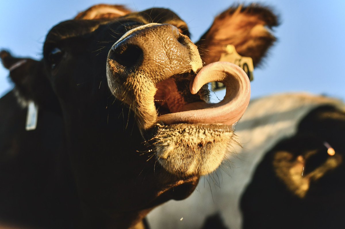 MandyCottrell's tweet photo. So you can tip people on Twitter now huh??…. Cow pics for tips come on now😉😂😂 https://t.co/b9LOOns2Gh
