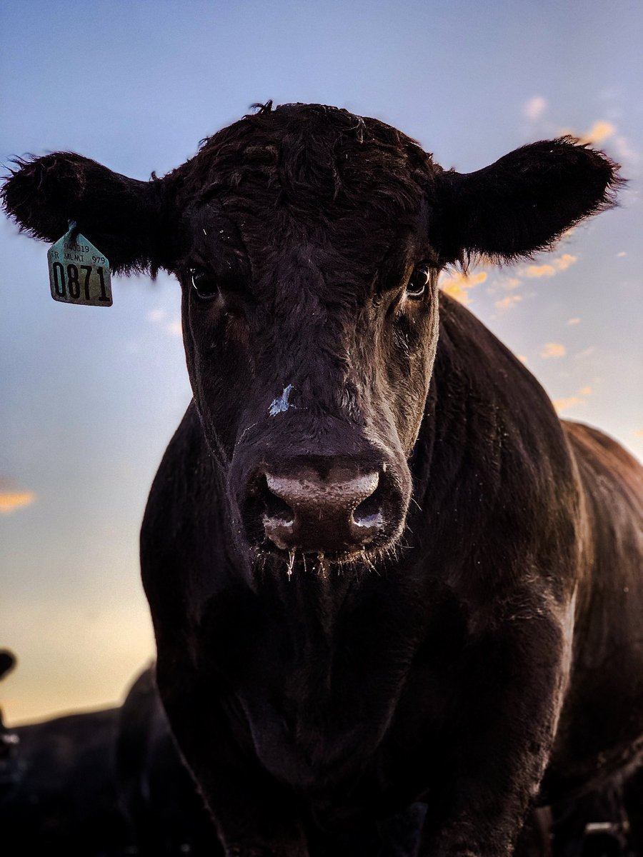 MandyCottrell's tweet photo. So you can tip people on Twitter now huh??…. Cow pics for tips come on now😉😂😂 https://t.co/b9LOOns2Gh