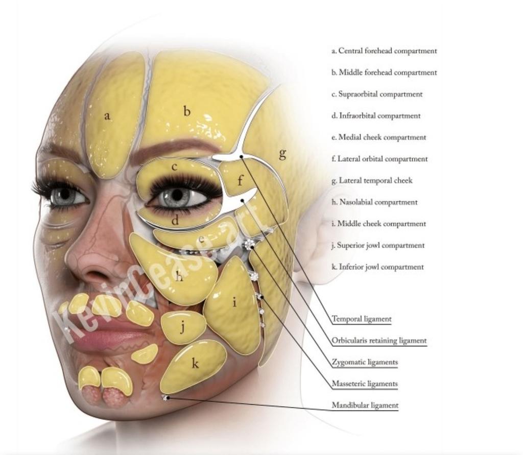 隆鼻矯正専門店 Raplitラプリ 中目黒本店 銀座店 新宿店 横浜店 大宮店 お顔の脂肪を細かく どう配置 されているのかなかなか 見たことないと思います 筋肉の走行や 脂肪の形を知る事で 顔のマッサージや触り方も 分かりやすくなりますね