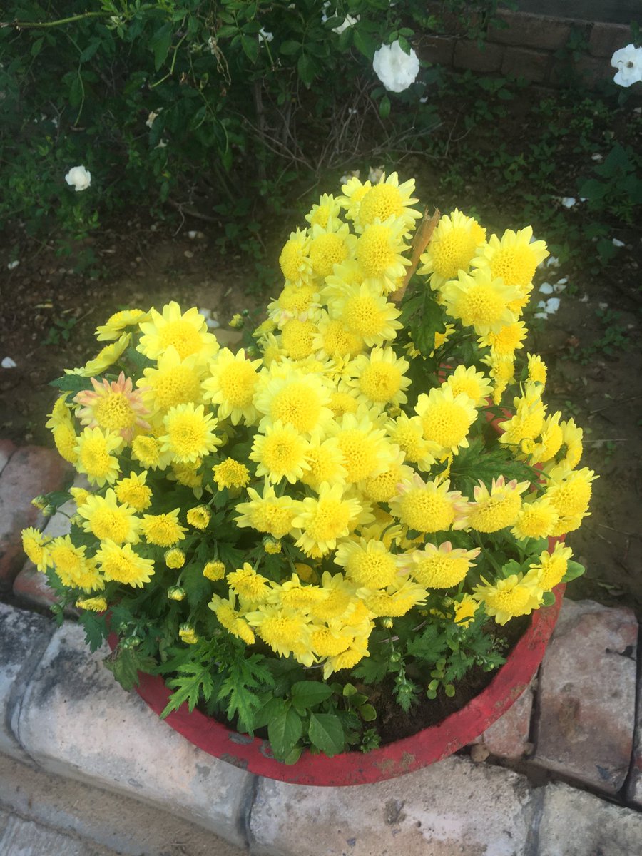 yneelam's tweet photo. Happy weekend, a very good morning and Namaste 🙏 twitter friends. Some blooming “Chrysanthemums or Guldavari in Hindi” from our garden. #anythingbutbirds #IndiAves #winterflowers https://t.co/7828ictMeb