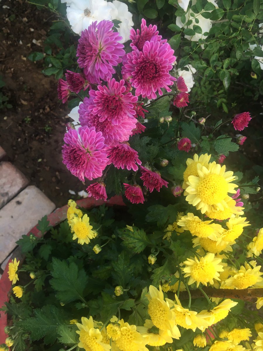 yneelam's tweet photo. Happy weekend, a very good morning and Namaste 🙏 twitter friends. Some blooming “Chrysanthemums or Guldavari in Hindi” from our garden. #anythingbutbirds #IndiAves #winterflowers https://t.co/7828ictMeb