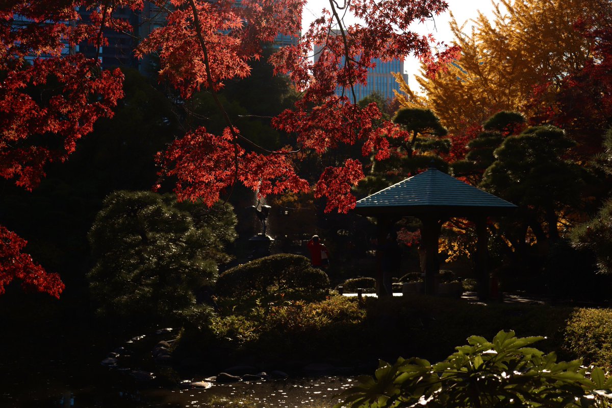 yu208488's tweet photo. 日比谷公園🍁
#キリトリセカイ
#photography
#photo https://t.co/DvdIQyBAxR