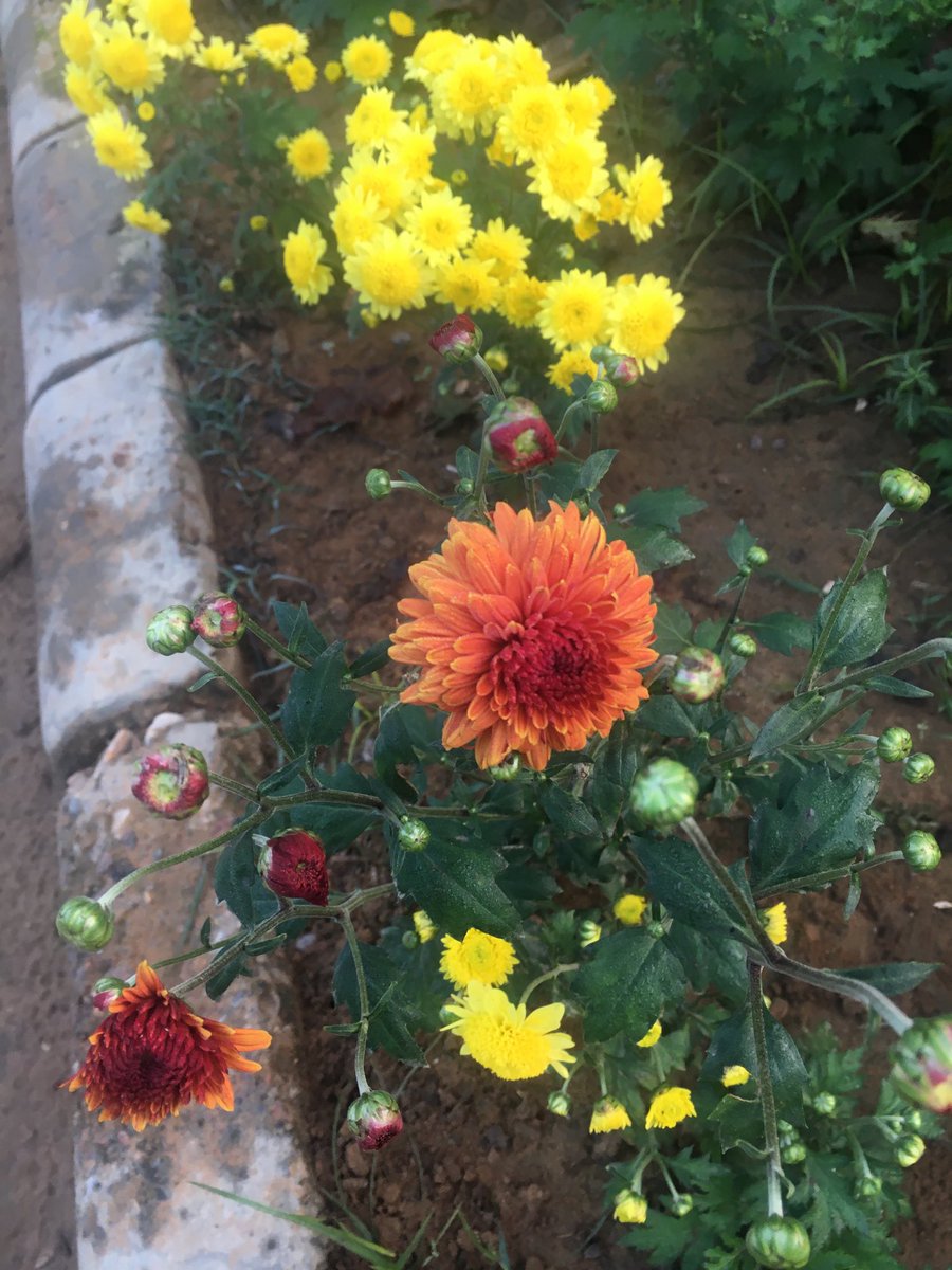 yneelam's tweet photo. Happy weekend, a very good morning and Namaste 🙏 twitter friends. Some blooming “Chrysanthemums or Guldavari in Hindi” from our garden. #anythingbutbirds #IndiAves #winterflowers https://t.co/7828ictMeb