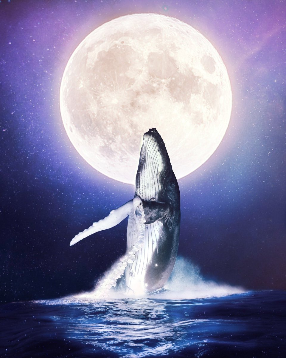 Magenta Oceans tweet media