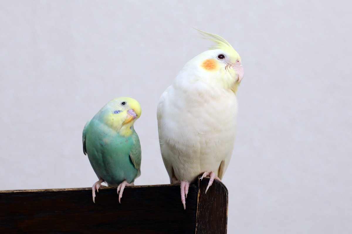 michoco20211012's tweet photo. うんチョコチョコチョコビー👯
#オカメインコ　#セキセイインコ https://t.co/3O04G81uiA
