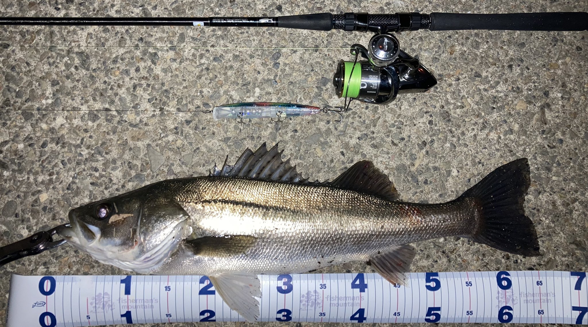 Maihama 珍しく1週間釣りしなかった 笑 雨後の濁りで期待したけど 時合いと場所が完全に冬型傾向 それでもフランキー145で水面を割ってくれたシーバスは嬉しいね T Co Wqfcl1xjlv Twitter