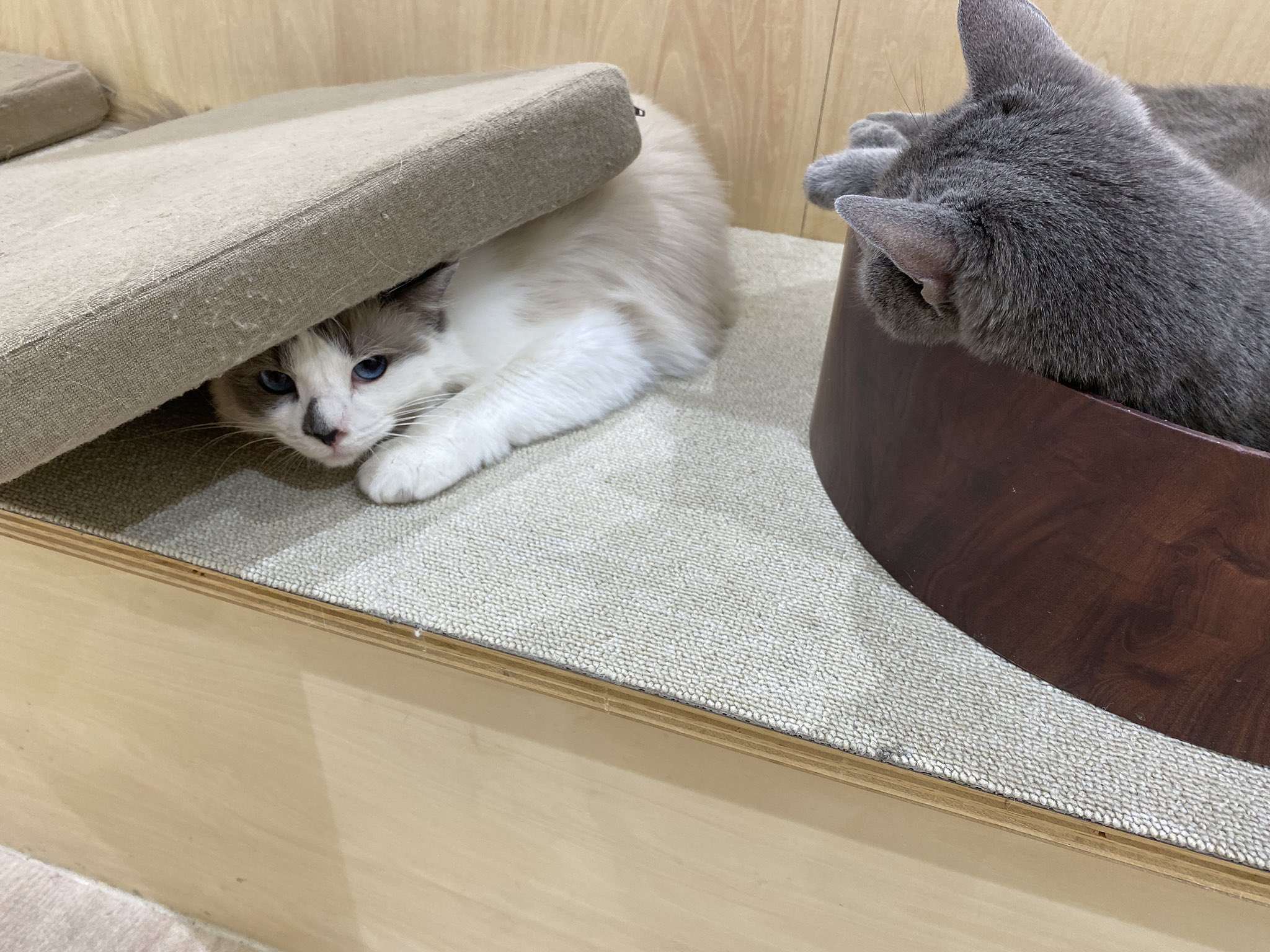 Moff Animal Cafe イオンモール成田店 Moff Narita Twitter