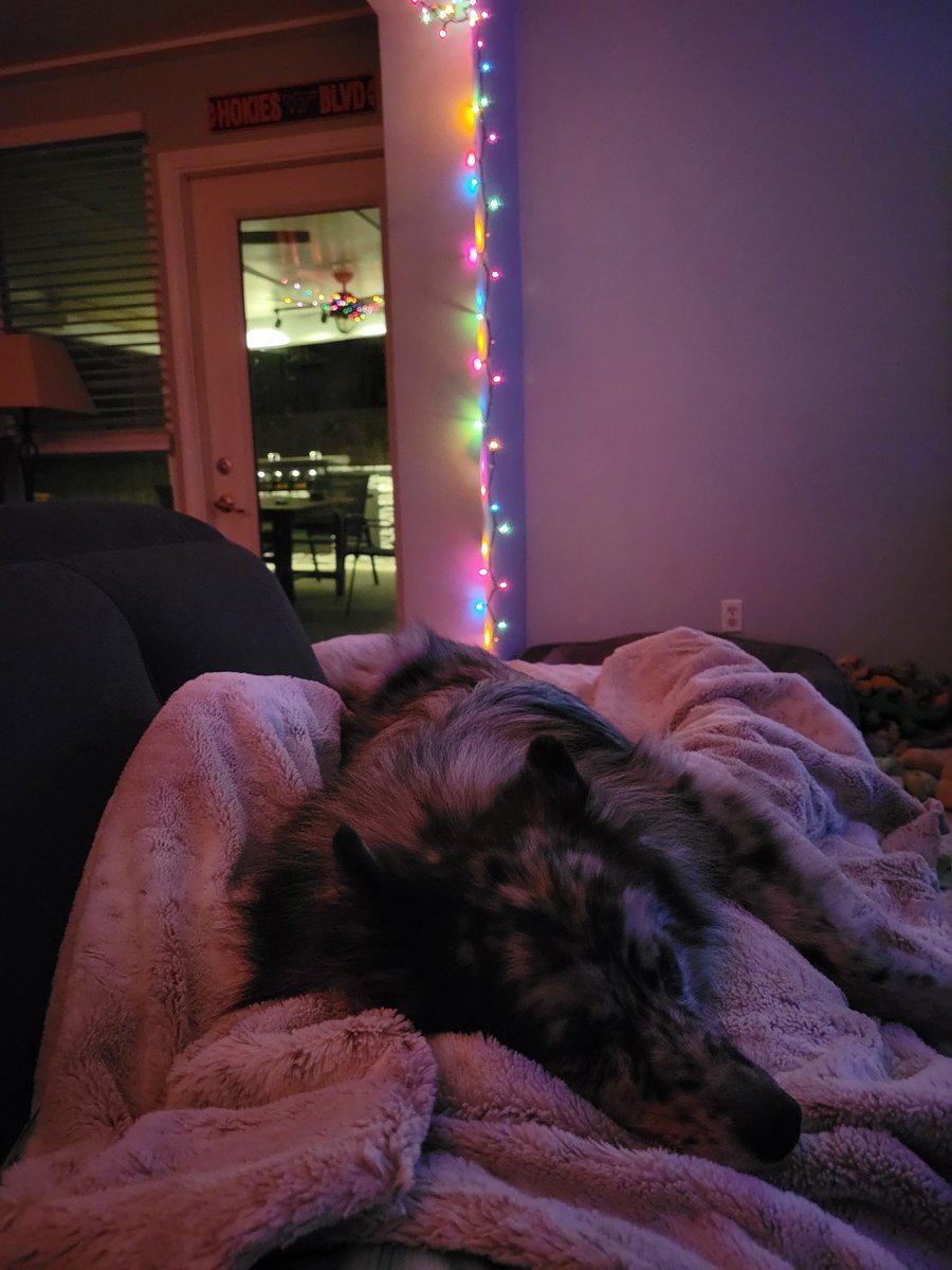 AsherDasher12's tweet photo. #snuggles #Christmas #lights #DogsofTwittter #FridayVibes https://t.co/GTDtpTGFm3