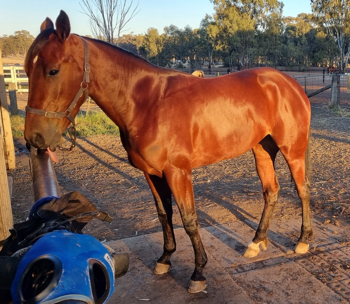 FarmMcswain's tweet photo. Our #ManburleyGraduates continue to return consistent results...Well done kids ππ
Tuesday -@HarnessRacingSA
Twin Connection - 5th #GoCowboy
Lets Go There- π₯ #GoBilco
Narrogin
Beat City - π₯ #GoElvis
Thursday -@CharltonClub
From The West - 4th #GoShirl https://t.co/oDiwRC0hrL