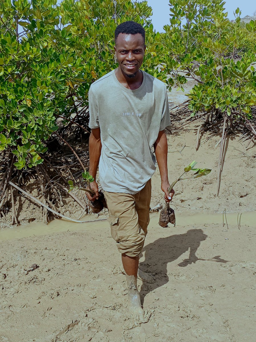 KevinkevinMtai's tweet photo. Carrying 5 mangrove tree seedlings. Adding to my tally, I have hit 4812 trees since January 2021. Am happy to be part of the Change. My target is still 5000 trees by the end of the year.

Did you know that mangroves store more carbon than terrestrial forests.
#ClimateAction https://t.co/3Z6UiaUizj