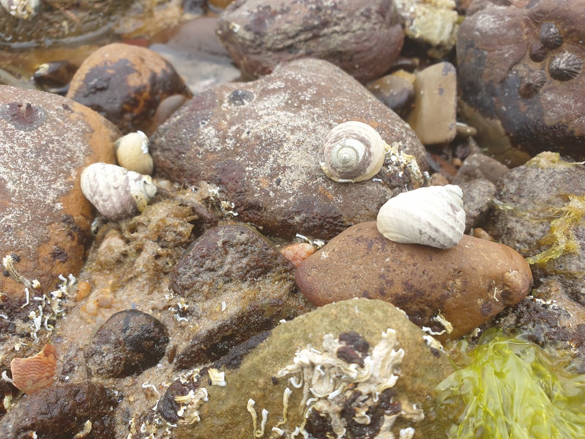 To celebrate my first intertidal survey in almost five years it seems fitting to publish a new #snailtales #13 Austrocochlea constricta.
If you look closely you can see their raised, strong spiral ribs that makes them easy to identify when completing field surveys.