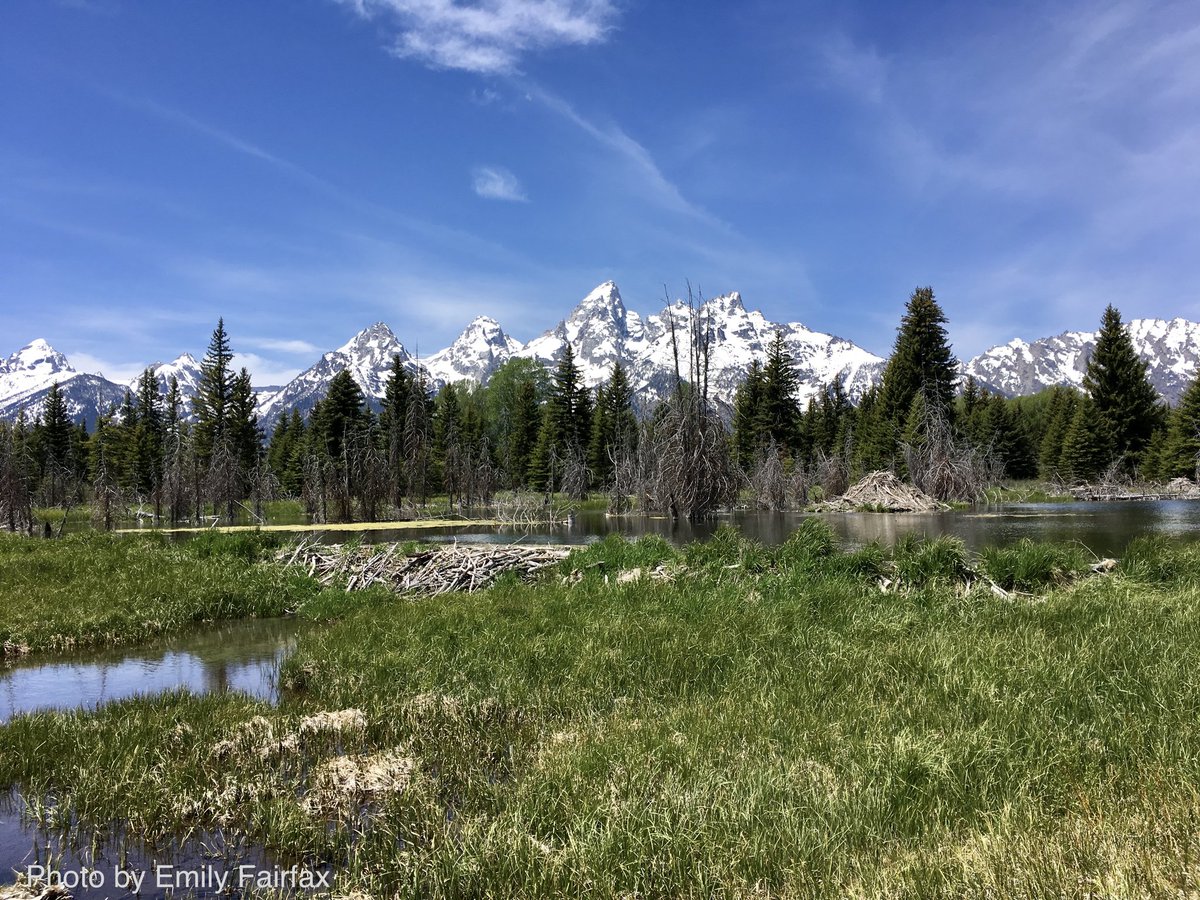 evabishop's tweet photo. π« #Advent #BeaverCal DEC 4
Guest edited by @EmilyFairfax, beaver legend, today we have a STUNNING mountain range with pointy little #beaver lodge looking like a mini mountain, from Grant Teton National Park. Immerse yourself in this one: https://t.co/hkFdtma3AG