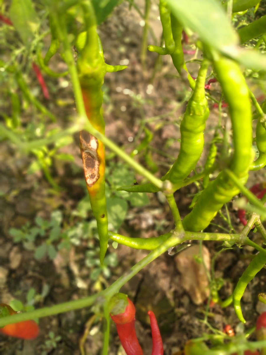 bhaskarforeverr's tweet photo. @daojogulamba Sir my crop is in this condition could you please assist how to control it !! @ItikyalaMao @Nagaraju881 @SingireddyTRS @amicuspopuli @PRRTRS @KTRTRS @RedChilliesEnt #savefarmer #saveagriculture https://t.co/0syyU5Y2fh
