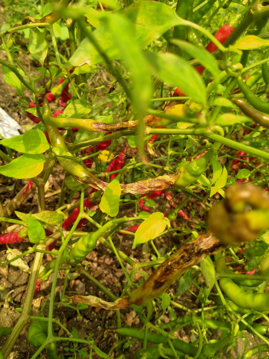 bhaskarforeverr's tweet photo. @daojogulamba Sir my crop is in this condition could you please assist how to control it !! @ItikyalaMao @Nagaraju881 @SingireddyTRS @amicuspopuli @PRRTRS @KTRTRS @RedChilliesEnt #savefarmer #saveagriculture https://t.co/0syyU5Y2fh