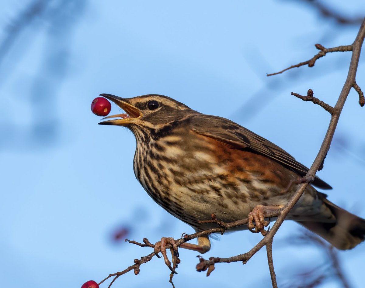 PaulFre43744118's tweet photo. Redwing @AttenboroughNR @Natures_Voice https://t.co/hB0nLBqnxm