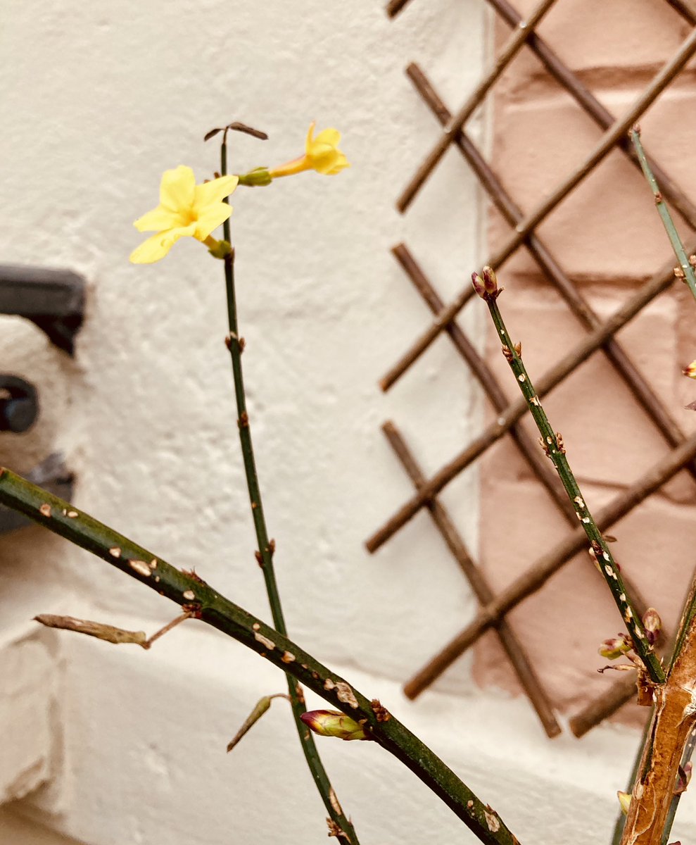 toblerette's tweet photo. Der #Winterjasmin hält sein Versprechen.

#WinterVormBalkon https://t.co/bL500izfWL