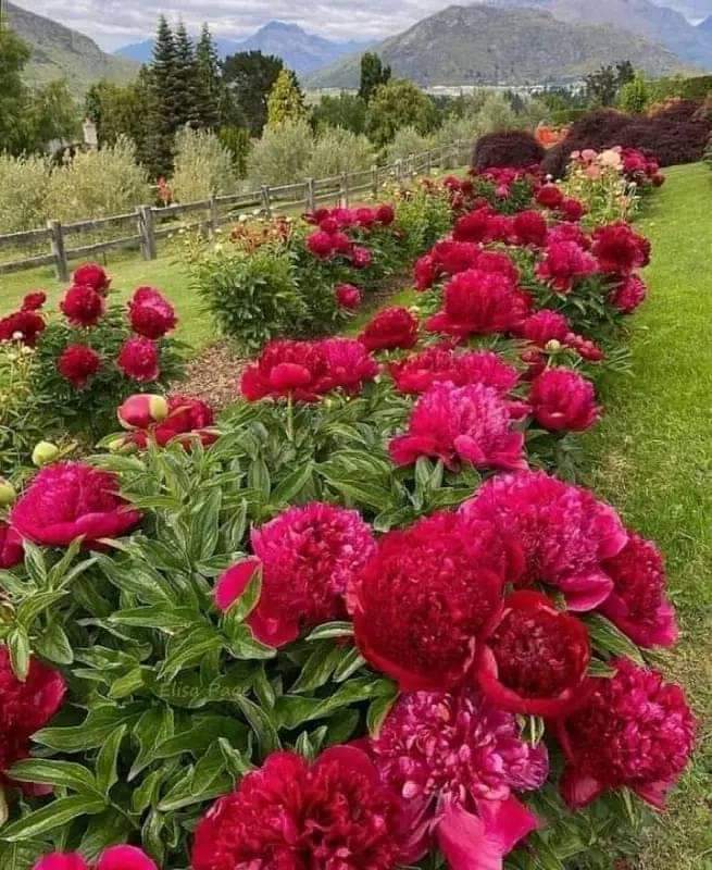 ChacarSudeer's tweet photo. @AsmaNaheed Aslam Aliakum  fine https://t.co/pXMu26e1eH
