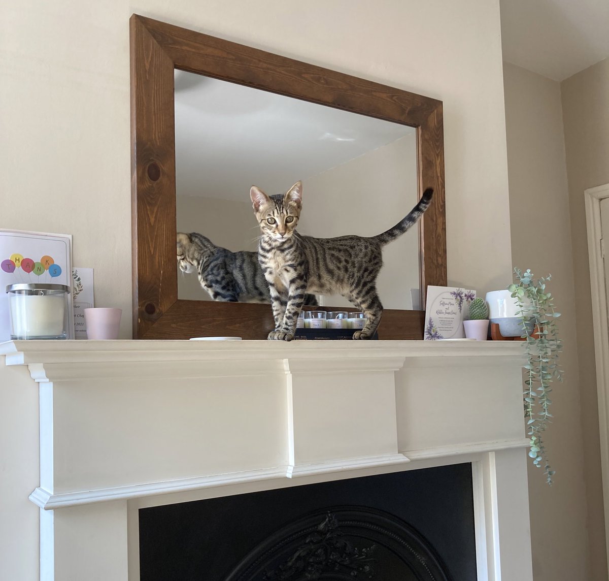 milothemenace21's tweet photo. Eat sleep climb repeat #goodmorning #mirrormirroronthewall #kitten https://t.co/XpKM5DXM0s