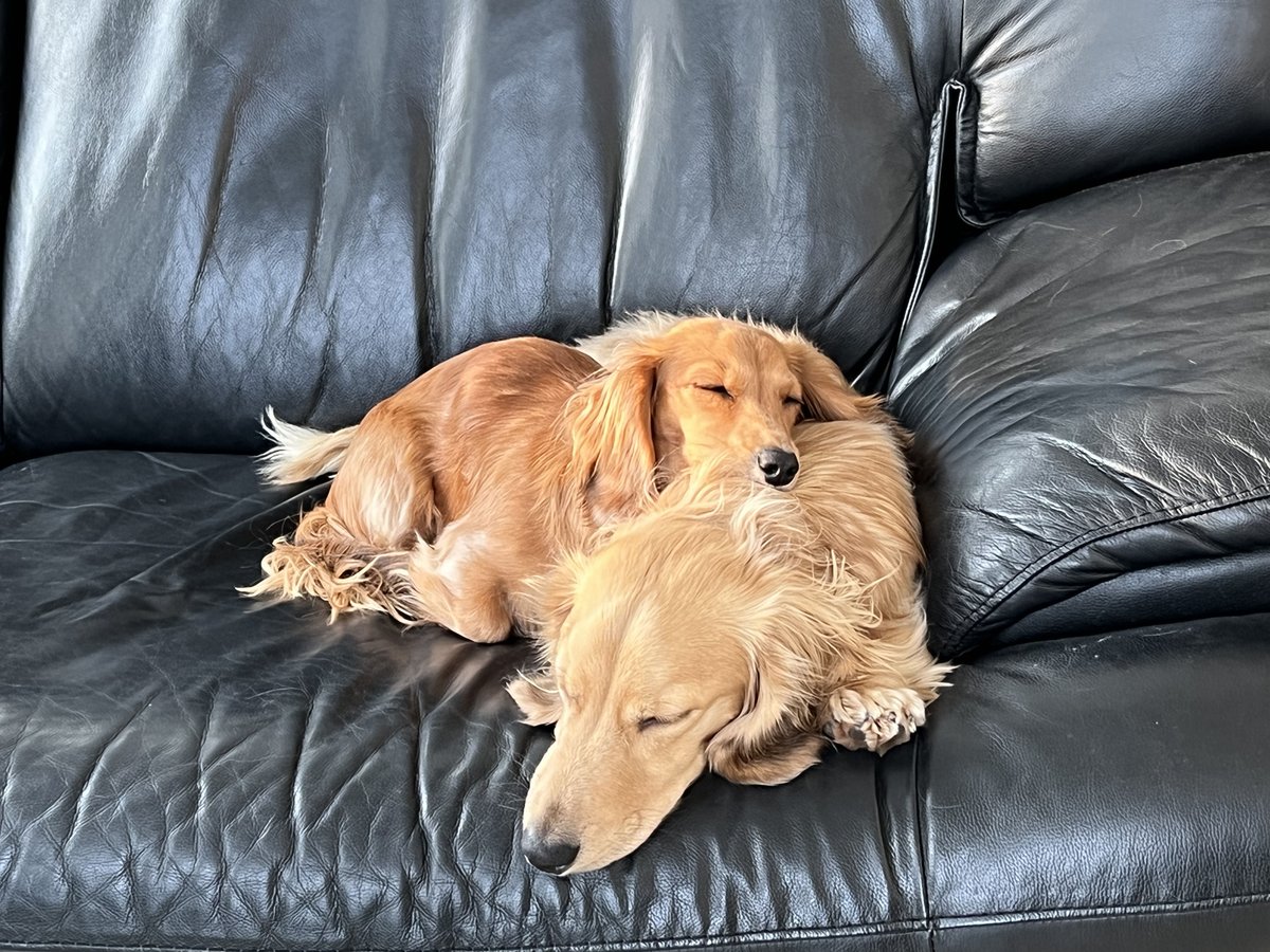 walter_fergus's tweet photo. Walter and Sydney the #dachshunds were excellent #hootdogs during our global planning meeting early this morning! #hootsuitelife https://t.co/rdT4p75JsV