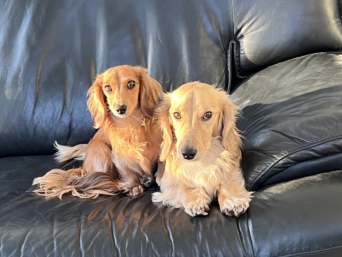 walter_fergus's tweet photo. Walter and Sydney the #dachshunds were excellent #hootdogs during our global planning meeting early this morning! #hootsuitelife https://t.co/rdT4p75JsV