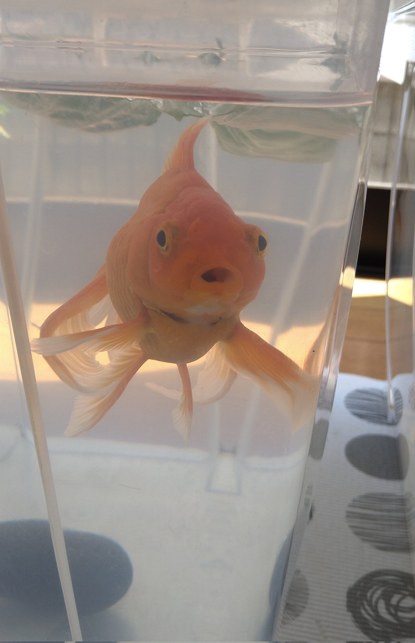 えみ E E Z Oo Emi2102 Twitter